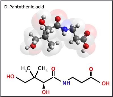 pantothenic acid